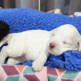 Lagotto Romagnolo Puppies from Royal and Loyal Lagotto Romagnolo