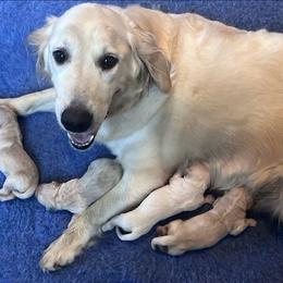 Blue Collar - Light golden male Golden Retriever puppy in Jesup, Georgia from Painted Platinum Retrievers (Painted Platinum Kennel) PPK
