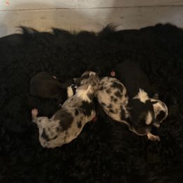 Australian Shepherd Puppies from Josh Courville