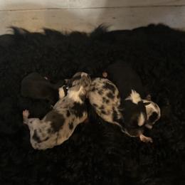 Australian Shepherd Puppies from Josh Courville