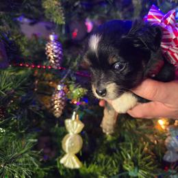Commet - Black tri male Miniature Australian Shepherd puppy in Arlington, Texas from CopperHead Aussies