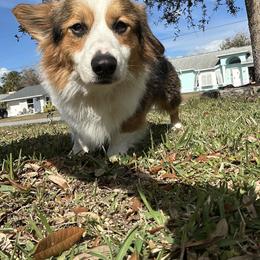 Bob - American Corgi
