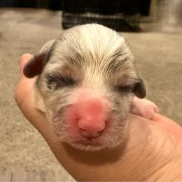 Male Blue merle - White and black male Pembroke Welsh Corgi puppy in Glendale, Arizona from CorgiholicsAz