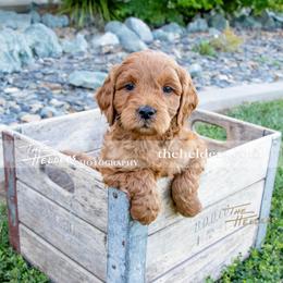 Black - Apricot male Goldendoodle puppy in Yuba City, California from BV Labs & Doodles