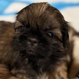 Armani Dream of the Empress - Tricolor male Shih Tzu puppy in Ellicott City, Maryland from Dr. Dmitriy Kurenbin PURE SHIH TZU Puppies