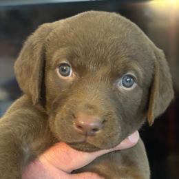 Black Collar girl - Brown female Chesapeake Bay Retriever puppy in Las Vegas, Nevada from Birdsview Chesapeake Kennel