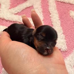 Champ - Black and tan male Yorkshire Terrier puppy in Georgia from Nalley Kennels