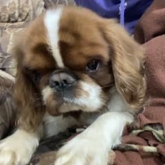 Rinky - English Toy Spaniel
