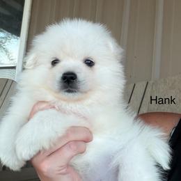 Boy 2 - Hank (black collar) - White male American Eskimo Dog puppy in Brookfield, Missouri from Mauzey Eskies