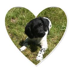 Stabyhoun Puppies from Seven Pines Stabyhouns