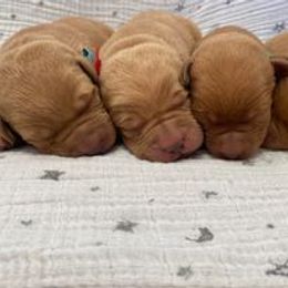 Dalmatian and Labrador Retriever Puppies from ECMO Farm Dalmatians & Labrador Retrievers