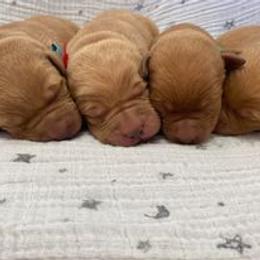 Dalmatian and Labrador Retriever Puppies from ECMO Farm Dalmatians & Labrador Retrievers