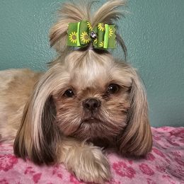 Eliza Jane - Shih Tzu