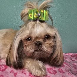 Eliza Jane - Shih Tzu