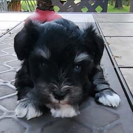 Sweet Pup's Churro - Black and silver female Miniature Schnauzer puppy in North Zulch, Texas from Sweet Pup Schnauzers