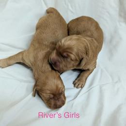 Girl 1 - Dark golden female Golden Retriever puppy in Parker, Colorado from Legacy Ranch Golden Retrievers