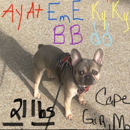 French Bulldog Puppies from Elm Frenchie Quarters