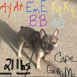 French Bulldog Puppies from Elm Frenchie Quarters