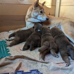 Shiba Inu Puppies from Cornerpost Shiba Inus