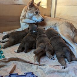 Shiba Inu Puppies from Cornerpost Shiba Inus