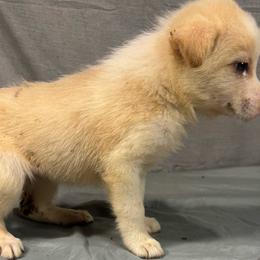 F3 - White and gold female Border Collie puppy in Meridian, Mississippi from Border Hollow Border Collies