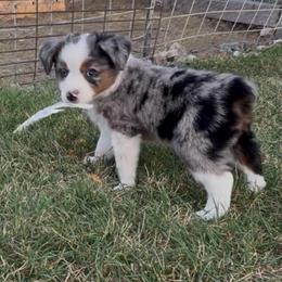 Ranger - Blue merle male Toy Australian Shepherd puppy in Tonasket, Washington from V5 Aussies