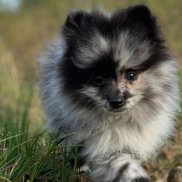 Pomeranians from 907_pomz