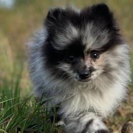 Pomeranians from 907_pomz