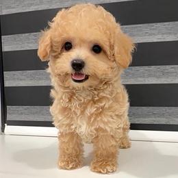 Toby Bear - Apricot male Maltipoo puppy in Spring, Texas from GlamPaw Maltipoos
