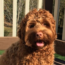 Penny - Australian Labradoodle