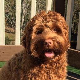 Penny - Australian Labradoodle