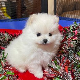 Angel - White female Pomeranian puppy in Titus, Alabama from Harmony Pomeranians