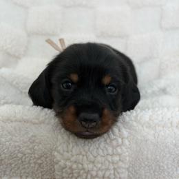 Dusk - Black and tan female Dachshund puppy in Murrieta, California from Dash of Love