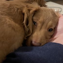 Dachshund Puppies from Teenie Weenie Doxies
