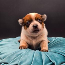 (Yellow) Red Female - Red speckled female Australian Cattle Dog puppy in Burleson, Texas from Bluebonnet Heelers
