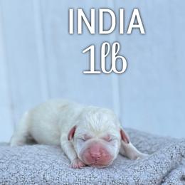 India - Yellow female Labrador Retriever puppy in Puyallup, Washington from 12 Door Farm Labradors