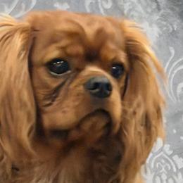 Cavalier King Charles Spaniels from FairHawk Downs