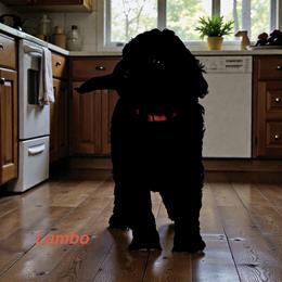 Lambo - Black male Goldendoodle puppy in Sanderson, Florida from Serenity Goldendoodles