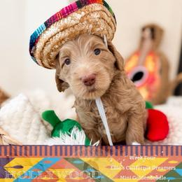 Hollywood - Apricot female Goldendoodle puppy in California City, California from Summer Sun Doodles