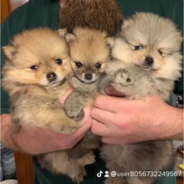 Pomeranian Puppies from Legacy Poms