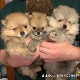 Pomeranian Puppies from Legacy Poms