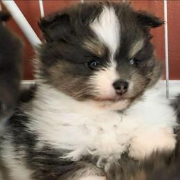 Adkpom Felicity AKC registered 3750 - Blue and tan parti female Pomeranian puppy in Gloversville, New York from ADKPOM Adirondack Pomeranians