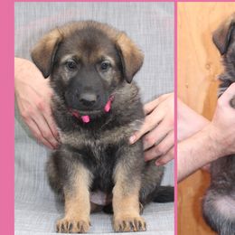 Girl 1 - German Shepherd puppy in Washington from Von Zobel Haus Kennels