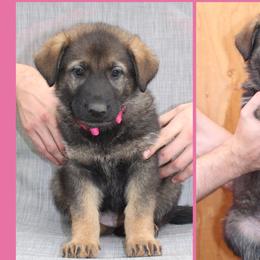 Girl 1 - German Shepherd puppy in Washington from Von Zobel Haus Kennels
