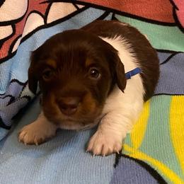 MOCHA - Piebald male Dachshund puppy in Elizabethtown, Kentucky from Teeny Tiny Puppy Tails