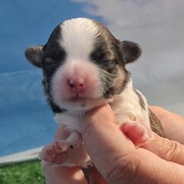 Barney - Brindle and white male Shih Tzu puppy in Aurora, Missouri from KnJ Precious Paws LLC