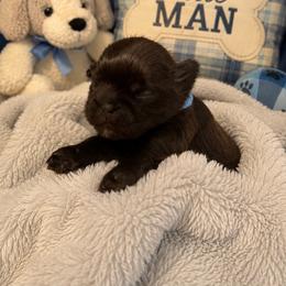 Danny blue - Chocolate male Shih Tzu puppy in Augusta, Maine from Zulas Shih Tzu of Maine