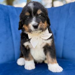 Cubby - Tri-color male Bernedoodle puppy in Bellville, Ohio from Bernedoodle Buddies