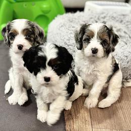 Cavapoo puppies from LierChonPoo