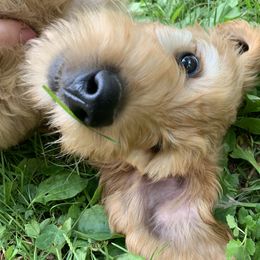 Goldendoodle Puppies from Dood Ranch Doodles